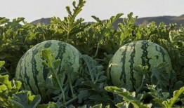 吃网红瓜的平台有哪些,盘点热门八卦聚集地